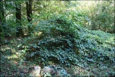 C'est la seule essence qui puisse subir cette transformation.