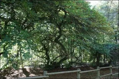 Le premier arbre, ayant donné naissance à la forêt, a poussé sur place.