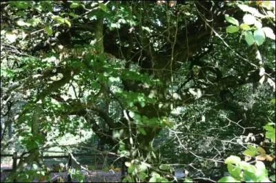 Le premier arbre a, ensuite, donné naturellement naissance à une forêt d'un millier d'individus.