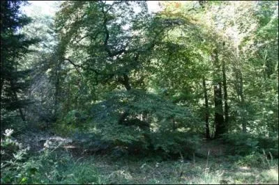 Ces arbres poussent ainsi à cause du biotope.