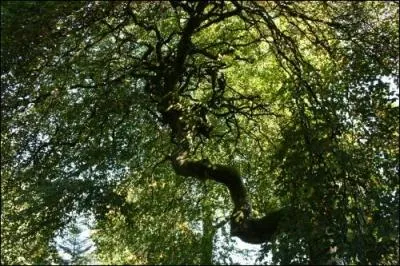 Le bonzaï subit la même transformation génétique.