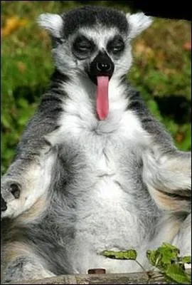 Ce mammifère, qui vit dans les arbres, ne vit en liberté que sur l'île de Madagascar. Comment s'appelle-t-il ?