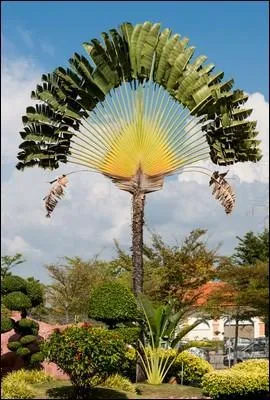 Cet arbre, aussi appelé "arbre du voyageur" est originaire de Madagascar. Il s'agit du :