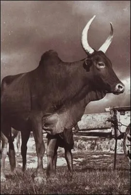 Ce bovidé domestique ne vit pas que sur Madagascar, mais il occupe néanmoins une place importante dans la vie des Malgaches. Il s'agit du :