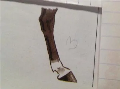 Comment s'appelle cette balzane ?