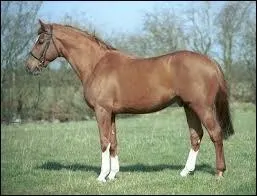 Quelle est la race de ce cheval ?