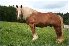 Quelle est la race de ce cheval ?