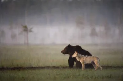 Ces deux animaux sont présents sur mon territoire !