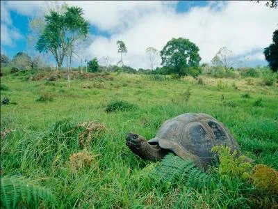 Je suis un archipel composé de neuf îles, certains des animaux qui me parcourent peuvent vivre très vieux !