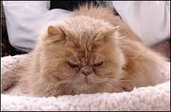 Comment s"appelle le chat de Primrose ?