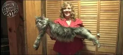 Combien mesure le chat le plus long du monde ?