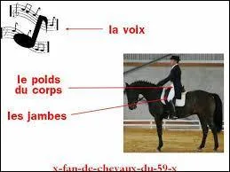 "Communiquer avec la monture".
Sur l'image, les aides représentées sont :