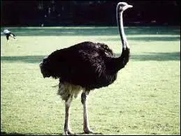 Je suis un volatile qui ne sait pas voler. Je suis :