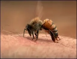 Nazu le seigneur des insectes mangeant des cadavres. C'est un (e) :