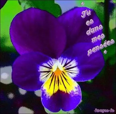 Plante ornementale. Activité de l'esprit !