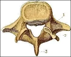 Cervicales, dorsales, lombaires, sacrées, coccygiennes !
