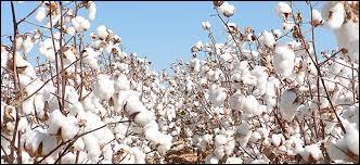 Quel est le premier pays producteur de coton ?
