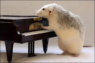 Qui chantait "Nos amies les bêtes dont nous nous moquons sont peut-être bêtes mais elles sont pas cons" ?