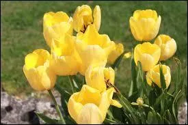 Que sont ces fleurs ?