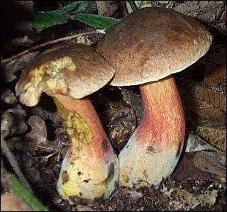Quel champignon devient bleu à la coupe ?