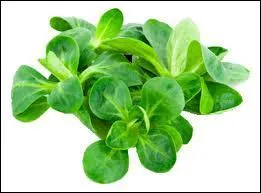 Quel légume est représenté sur la photo ?