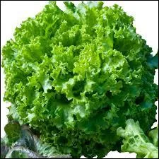 Quel légume est représenté sur la photo ?