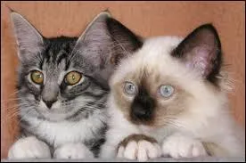 Stérilisés, les chats vivent plus longtemps que les chats entiers.