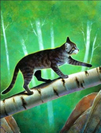 Trouvez l'erreur ou les erreurs sur cette image de Cur Cendré.