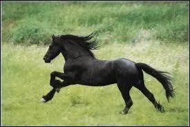 Quelle est la couleur de la robe de ce cheval ?