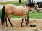 Quelle est la couleur de la robe de ce cheval ?