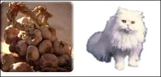 Qui a chanté cette chanson ?