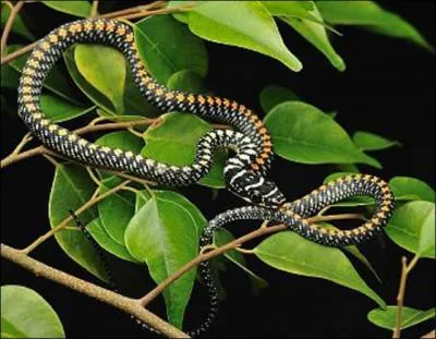 Certains serpent sont-ils capables de planner ?