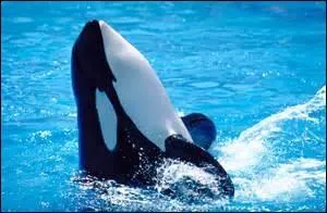 Combien mesure une orque (femelle) ?