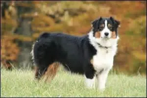 Quelle race de chien voit-on sur cette photo ?