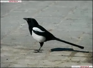 Comment différencie-t-on le mâle et la femelle pie ?