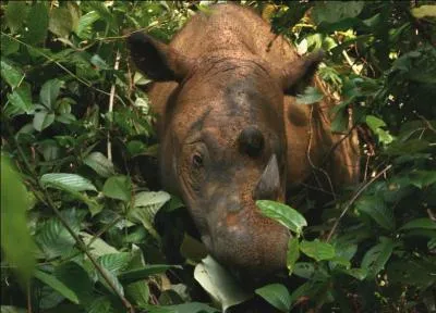 Brun---- si vous allez à Sumatra.