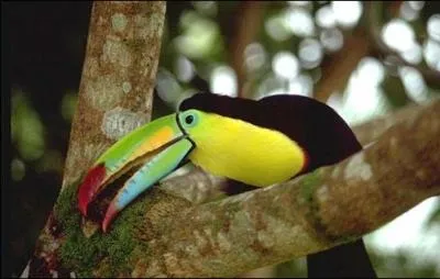 Vert vif-orange---- pour la gaieté.