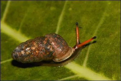 Brun-ocelé----. Vous le trouverez à Maurice.