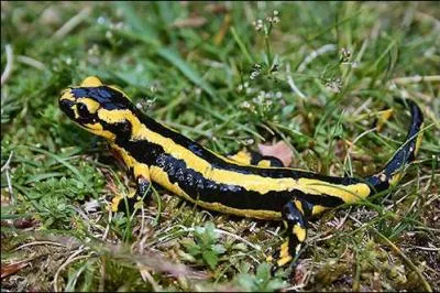 Noir-jais---- pour un animal mythique.