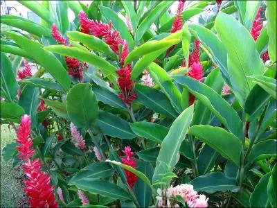 Quelle partie du gingembre consomme-t-on?