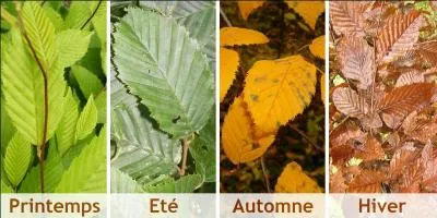 M pour des feuilles qui ne tomberont qu'au moment où pousseront les nouveaux bourgeons.