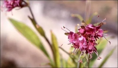 N pour un vieux parfum oriental, envoûtant, ambré, extrait des rhizomes de la plante du même nom.