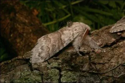 P comme d'une grande vertu, affectant l'innocence, mais aussi papillon nocturne.