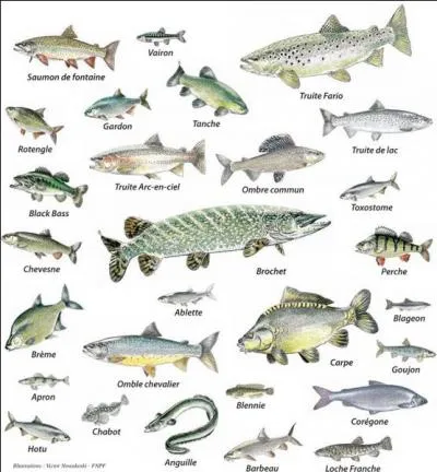 Ne pêchez pas par ignorance, sachez qu'un village français de Haute-Marne s'appelle Arêtes !