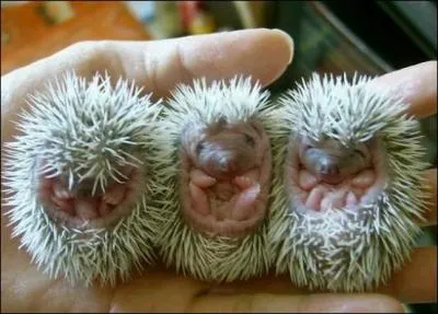 En France, dans l'Allier, un village s'appelle hérisson, c'est ridicule, pour qui nous prend-on ?