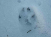 Quiz Sauriez-vous reconnatre ces empreintes d'animaux ?