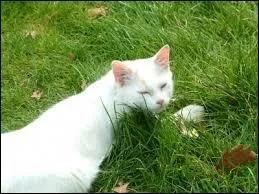 Quelle est l'apprentie de Tornade Blanche dans le premier livre ?