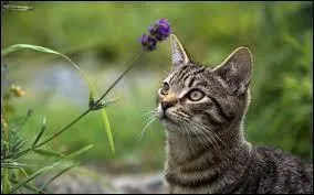 Qui est le mentor de Petit Orage ?