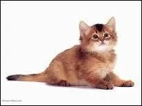 Qui est le mentor de Nuage d'Ajoncs ?