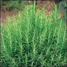 Quelle plante aromatique est représentée sur la photo ?